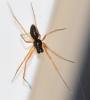 Tenuiphantes sp.